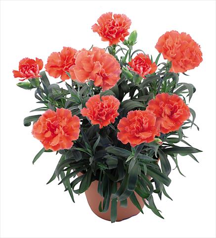 Foto fiore da  Vaso Dianthus caryophyllus Capriccio Coral