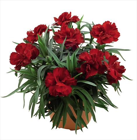 Foto fiore da  Vaso Dianthus caryophyllus Capriccio Dark Red