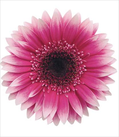 photo of flower to be used as: Pot Gerbera jamesonii Mission Bicolore Viola