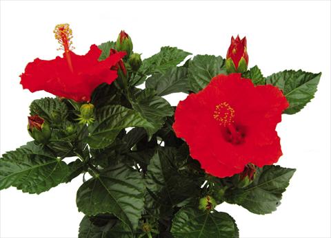 photo of flower to be used as: Pot Hibiscus rosa-sinensis Sunny Cities Bordeaux