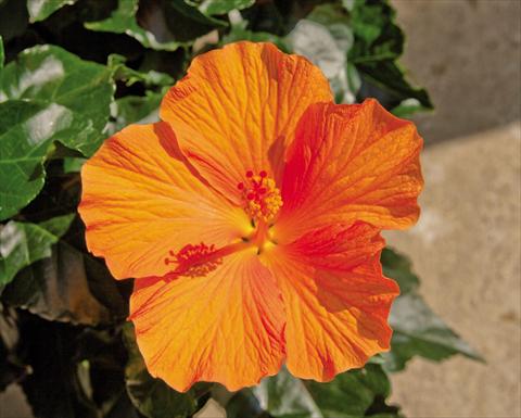 Foto fiore da  Vaso Hibiscus rosa-sinensis Torino