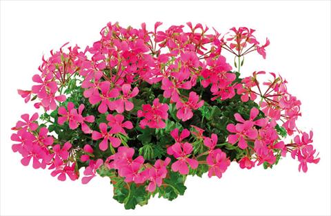 Foto fiore da  Vaso Pelargonium peltatum Joker Hot Pink