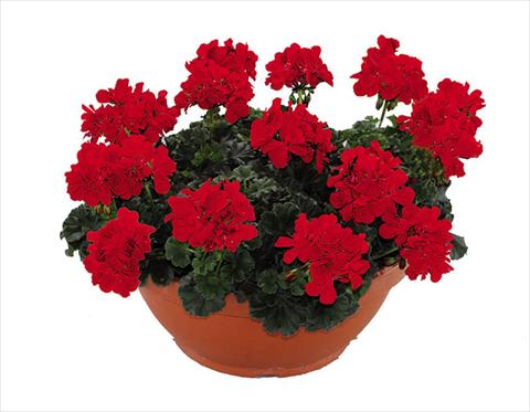 Foto fiore da  Vaso Pelargonium zonale Openeyes Shaggy Red