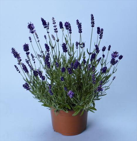 Foto fiore da  Aiuola e/o bordura Lavandula angustifolia Ellagance