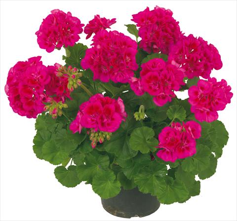 Foto fiore da  Vaso Pelargonium zonale Solar Light Mintaka viola con occhio