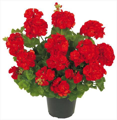photo of flower to be used as: Pot Pelargonium zonale Solar Light Polaris Rosso Vivo