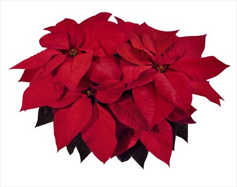 photo of flower to be used as: Pot Poinsettia - Euphorbia pulcherrima RE-AL Alphastar