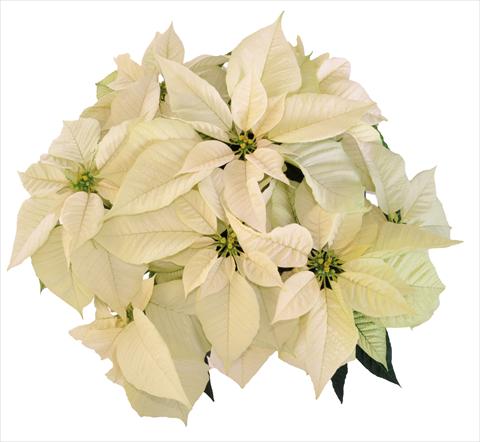 Foto fiore da  Vaso Poinsettia - Euphorbia pulcherrima RE-AL Snowball