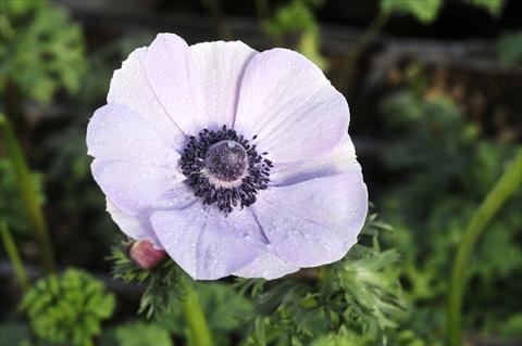 Foto fiore da  Reciso Anemone coronaria L. Mistral Plus Rarity