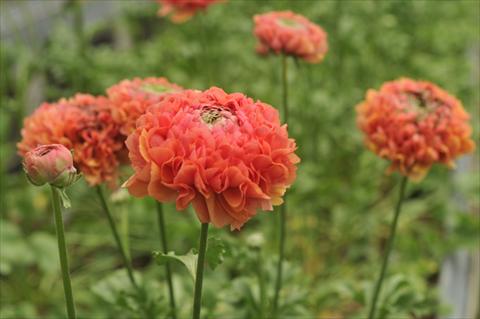 Foto fiore da  Reciso Ranunculus asiaticus Ponpon Minerva