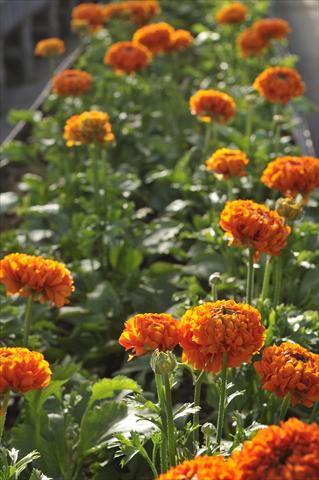 Foto fiore da  Reciso Ranunculus asiaticus Ponpon