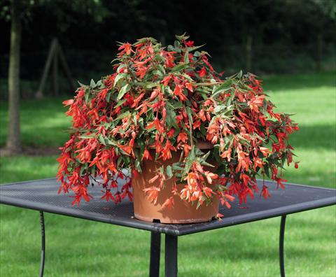 Foto fiore da  Basket vaso o aiuola Begonia boliviensis Bossa Nova Orange Shades