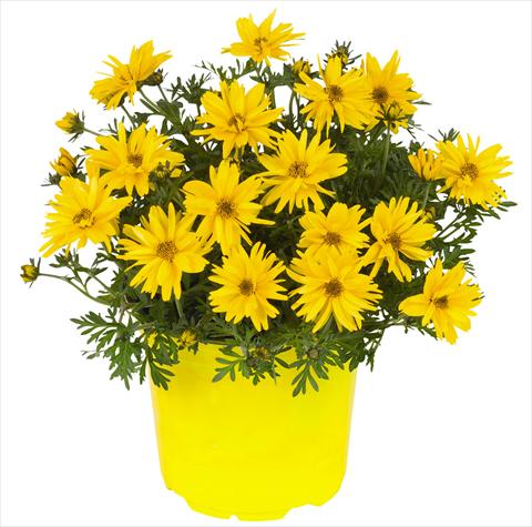 Foto fiore da  Vaso e aiola Bidens ferulifolia Fiordoro Double