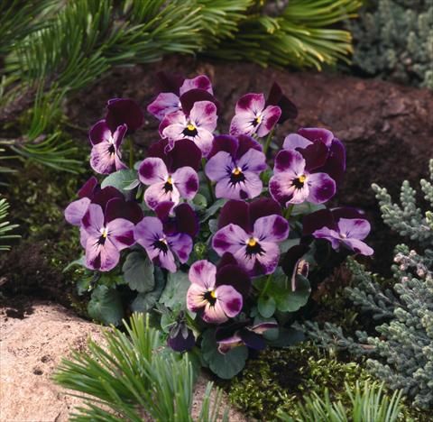 Foto fiore da  Aiuola e/o bordura Viola cornuta Pierrot F1