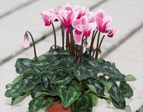 photo of flower to be used as: Pot Cyclamen persicum Goblet Shine Wine Red