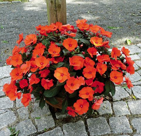 Foto fiore da  Vaso e aiola Impatiens hawkerii SunPatiens Compact Hot Coral