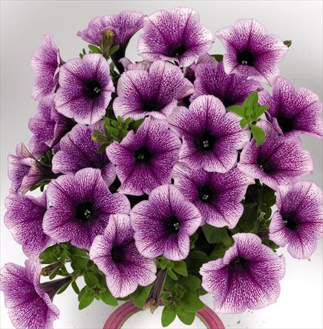 Foto fiore da  Basket vaso o aiuola Petunia hybrida Poptunia Blue Vein