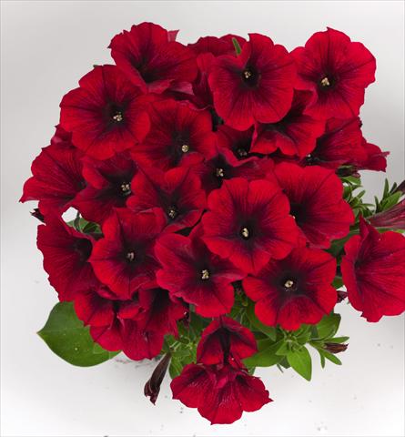 Foto fiore da  Basket vaso o aiuola Petunia hybrida Poptunia red