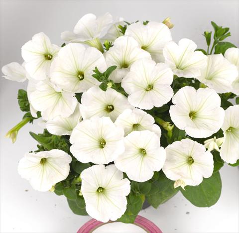 Foto fiore da  Basket vaso o aiuola Petunia hybrida Poptunia White