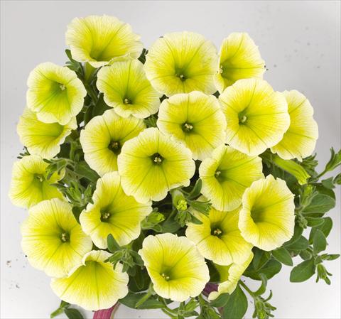 Foto fiore da  Basket vaso o aiuola Petunia hybrida Poptunia Yellow