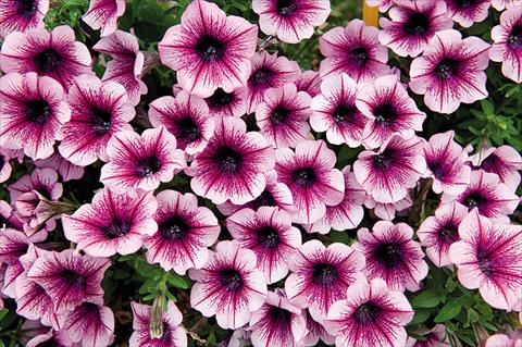 photo of flower to be used as: Bedding pot or basket Petunia hybrida Poptunia Burgundy