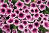 Poptunia Burgundy