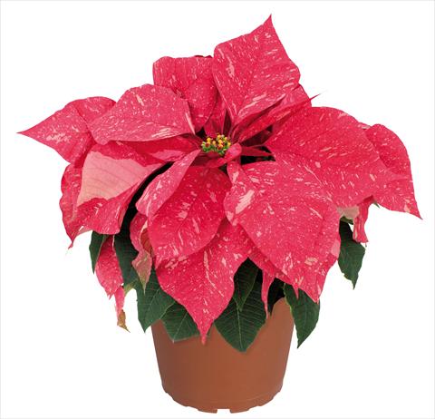 Foto fiore da  Vaso Poinsettia - Euphorbia pulcherrima Jubilee Jingle Bells