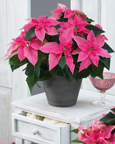 Foto fiore da  Vaso Poinsettia - Euphorbia pulcherrima Princettia Hot Pink