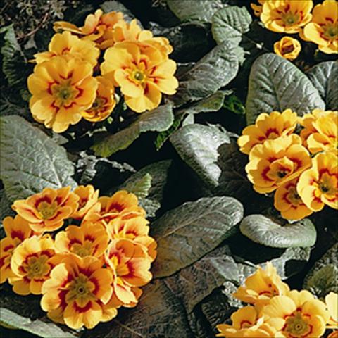 Foto fiore da  Basket o vaso Primula acaulis, veris, vulgaris Sphinx Apricot