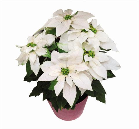 Foto fiore da  Vaso Poinsettia - Euphorbia pulcherrima Princettia MaxWhite SML