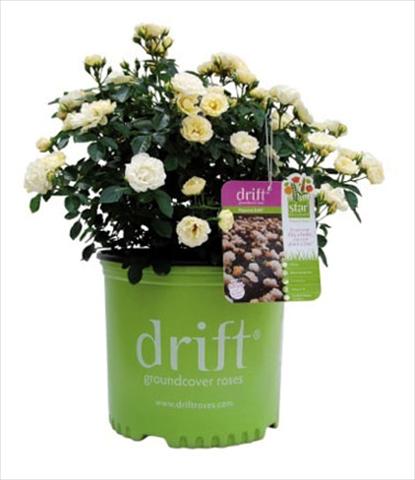 photo of flower to be used as: Pot and bedding Rosa floribunda Popcorn Drift