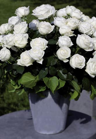 photo of flower to be used as: Pot and bedding Rosa floribunda GF Pierre Arditi