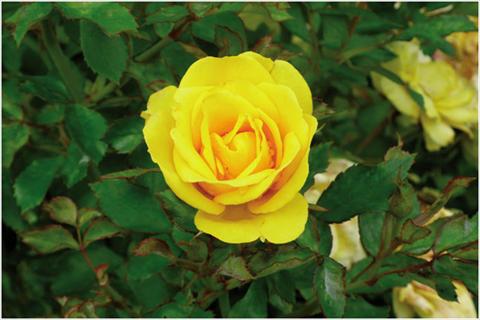photo of flower to be used as: Pot and bedding Rosa floribunda Golden Bonica