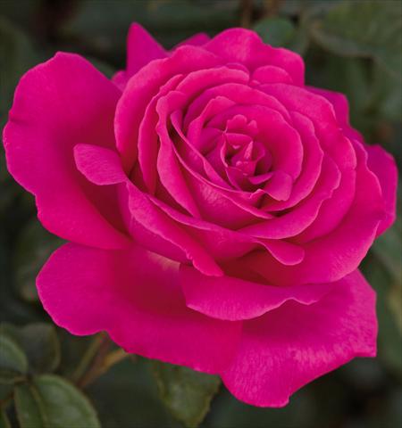 photo of flower to be used as: Pot and bedding Rosa floribunda Velasquez