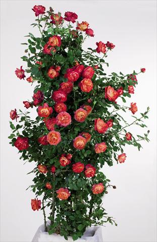 photo of flower to be used as: Pot and bedding Rosa rampicante GPT Baby Romantica