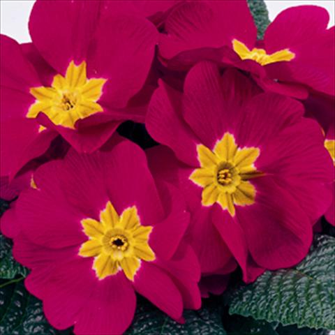 Foto fiore da  Basket o vaso Primula acaulis, veris, vulgaris Meridian Carmine