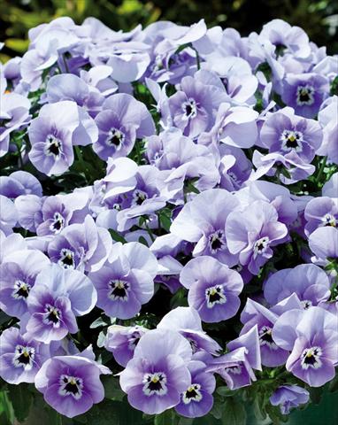 photo of flower to be used as: Bedding pot or basket Viola wittrockiana Superba Basket Marina