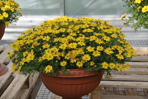 Foto fiore da  Vaso e aiola Bidens ferulifolia Spider Yellow