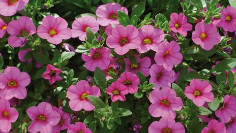 Foto fiore da  Basket vaso o aiuola Calibrachoa Kabloom Pink