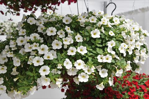 Foto fiore da  Basket vaso o aiuola Calibrachoa Kabloom White