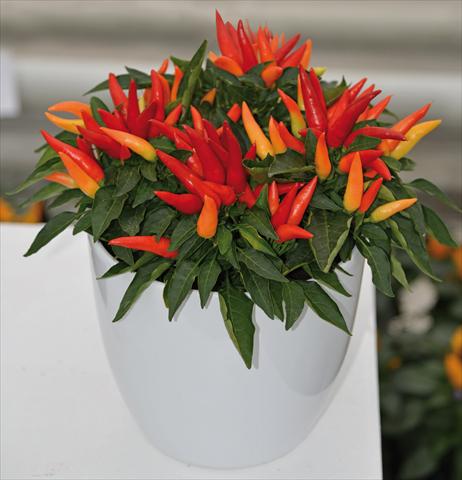 Foto fiore da  Vaso Capsicum annuum Joker