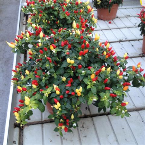 photo of flower to be used as: Pot and bedding Capsicum chinense Fuoco della prateria