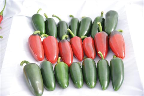 photo of flower to be used as: Pot and bedding Capsicum chinense Jalapeno