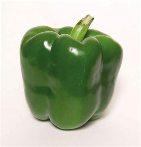 photo of flower to be used as: Pot and bedding Capsicum annuum Peperone F1 Smeraldo