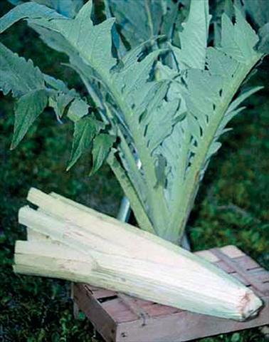 photo of flower to be used as: Pot Cynara cardunculus Cardo da imbiancare