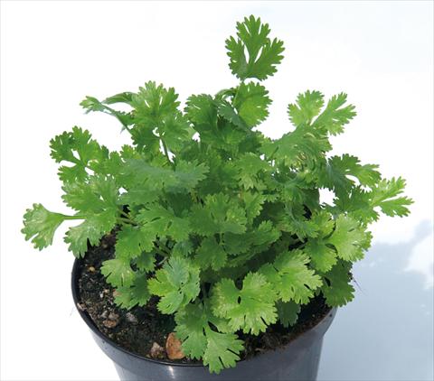 photo of flower to be used as: Pot Coriandrum sativum Coriandolo messicano