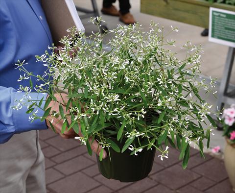 photo of flower to be used as: Pot Euphorbia chamaesyce Glitz