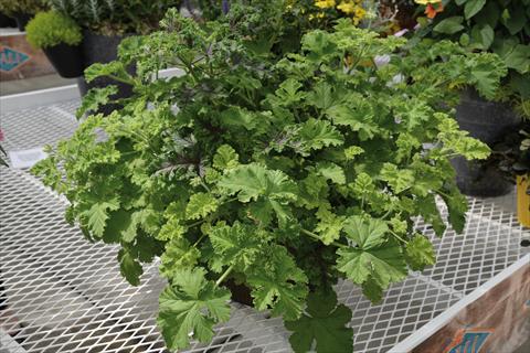 photo of flower to be used as: Pot and bedding Pelargonium odoratissimum Geranio profumato rosa e nocciola mix