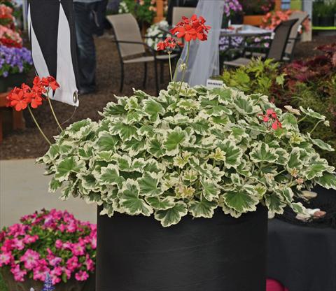 photo of flower to be used as: Pot and bedding Pelargonium odoratissimum Geranio variegato verde-bianco