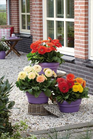 photo of flower to be used as: Pot Gerbera jamesonii Cartwheel doppia mix